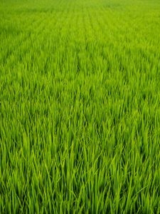 Preview wallpaper grass, plant, field, green