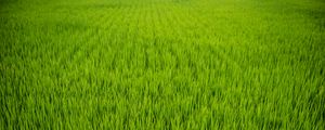 Preview wallpaper grass, plant, field, green