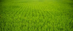 Preview wallpaper grass, plant, field, green