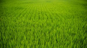 Preview wallpaper grass, plant, field, green