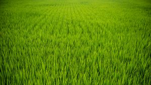 Preview wallpaper grass, plant, field, green