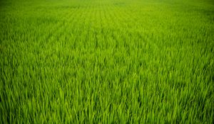 Preview wallpaper grass, plant, field, green