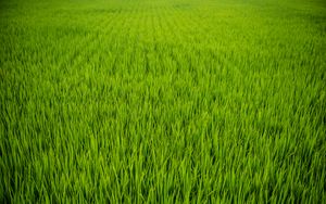 Preview wallpaper grass, plant, field, green