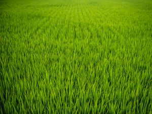 Preview wallpaper grass, plant, field, green