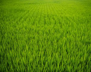 Preview wallpaper grass, plant, field, green