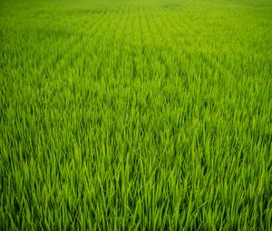 Preview wallpaper grass, plant, field, green