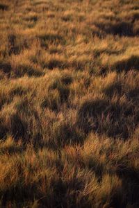 Preview wallpaper grass, plant, field, green, glade