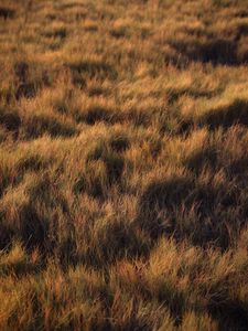 Preview wallpaper grass, plant, field, green, glade