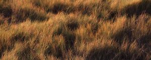 Preview wallpaper grass, plant, field, green, glade
