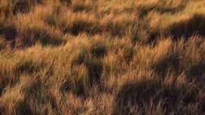 Preview wallpaper grass, plant, field, green, glade