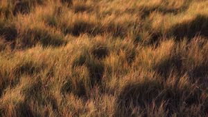 Preview wallpaper grass, plant, field, green, glade