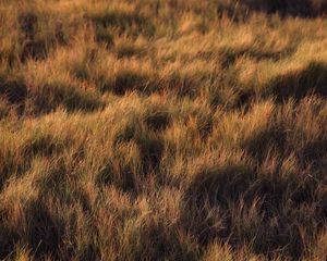 Preview wallpaper grass, plant, field, green, glade
