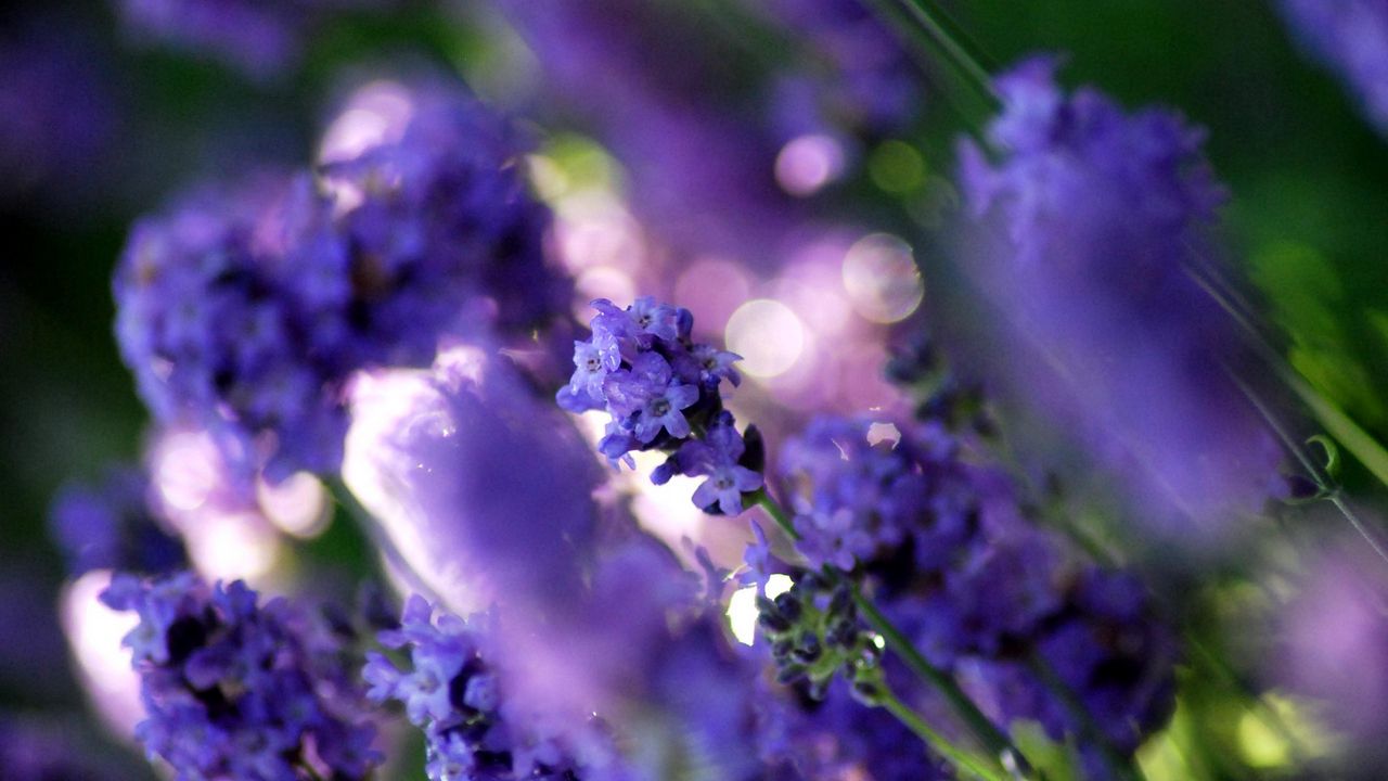 Wallpaper grass, plant, flower, white, purple