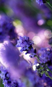 Preview wallpaper grass, plant, flower, white, purple