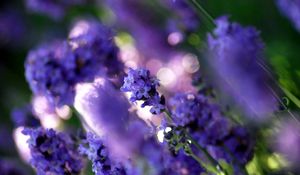 Preview wallpaper grass, plant, flower, white, purple