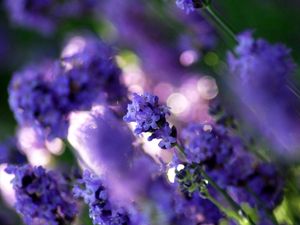 Preview wallpaper grass, plant, flower, white, purple