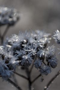 Preview wallpaper grass, plant, frost, branch