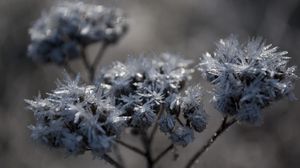 Preview wallpaper grass, plant, frost, branch