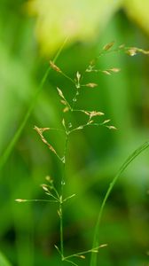 Preview wallpaper grass, plant, green, drops, macro