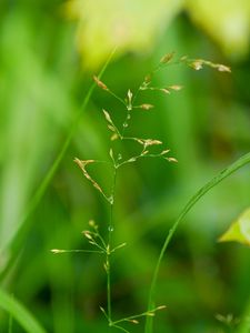 Preview wallpaper grass, plant, green, drops, macro