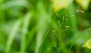 Preview wallpaper grass, plant, green, drops, macro