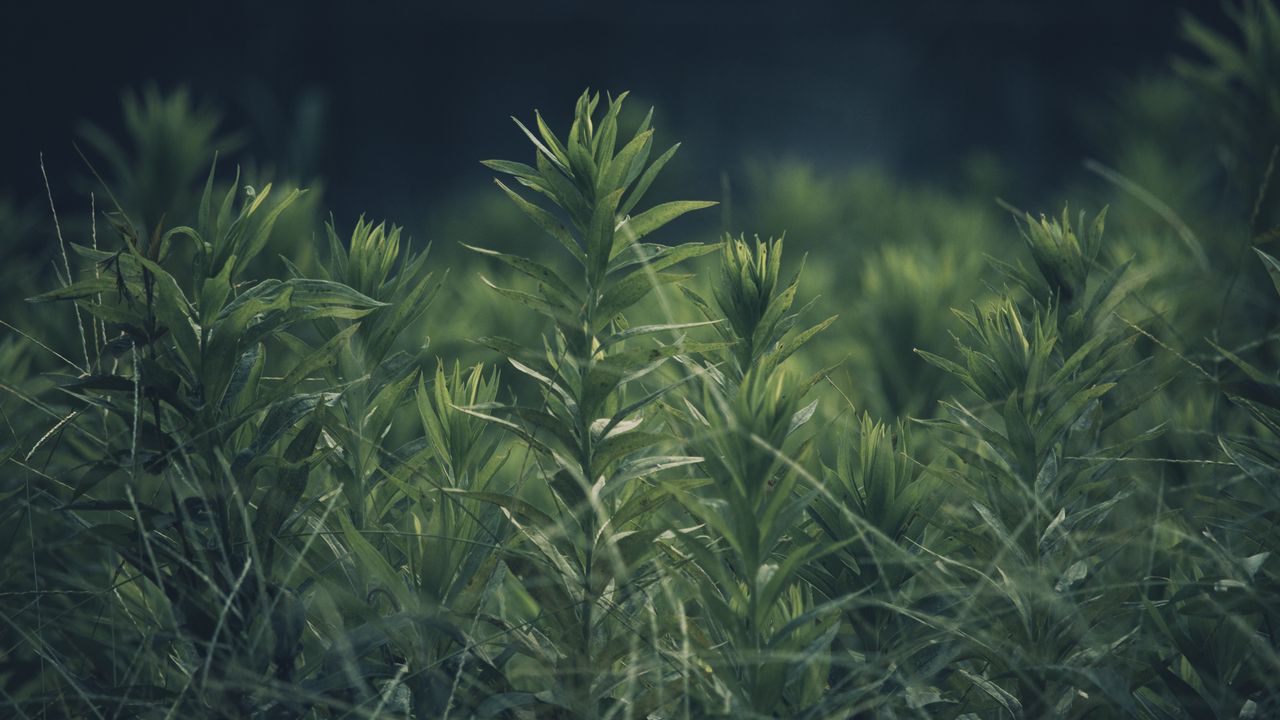 Wallpaper grass, plant, green, blur