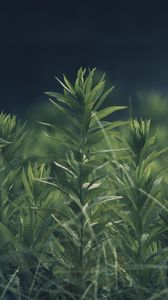 Preview wallpaper grass, plant, green, blur