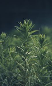 Preview wallpaper grass, plant, green, blur