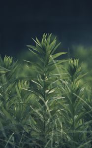 Preview wallpaper grass, plant, green, blur