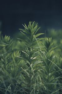 Preview wallpaper grass, plant, green, blur