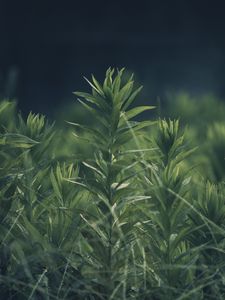 Preview wallpaper grass, plant, green, blur
