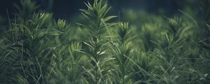 Preview wallpaper grass, plant, green, blur