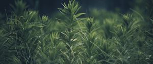 Preview wallpaper grass, plant, green, blur