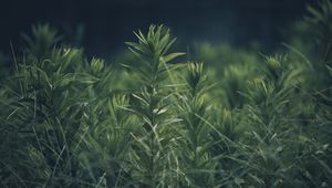 Preview wallpaper grass, plant, green, blur