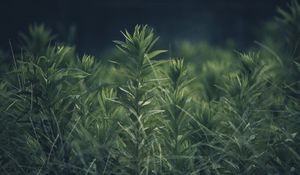 Preview wallpaper grass, plant, green, blur