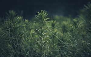 Preview wallpaper grass, plant, green, blur