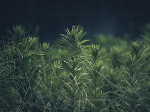 Preview wallpaper grass, plant, green, blur