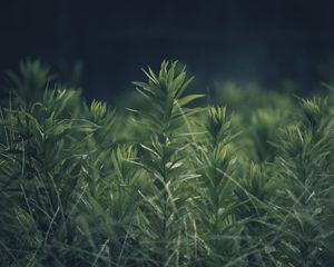 Preview wallpaper grass, plant, green, blur