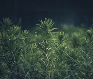 Preview wallpaper grass, plant, green, blur