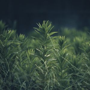 Preview wallpaper grass, plant, green, blur