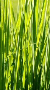 Preview wallpaper grass, plant, green, field, nature