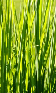 Preview wallpaper grass, plant, green, field, nature