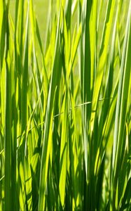 Preview wallpaper grass, plant, green, field, nature