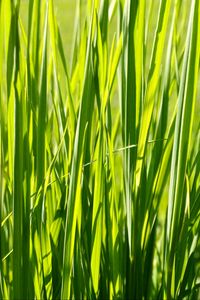 Preview wallpaper grass, plant, green, field, nature