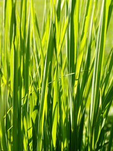 Preview wallpaper grass, plant, green, field, nature