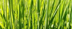 Preview wallpaper grass, plant, green, field, nature