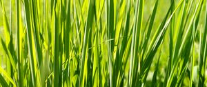 Preview wallpaper grass, plant, green, field, nature