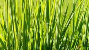 Preview wallpaper grass, plant, green, field, nature