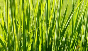 Preview wallpaper grass, plant, green, field, nature