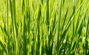 Preview wallpaper grass, plant, green, field, nature